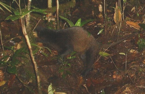 civet_sp-batang-toru1 civet_sp-batang-toru1