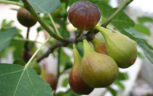 800px-grappe_de_figues1 800px-grappe_de_figues1