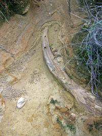 feature_sci_mammoth3 feature_sci_mammoth3