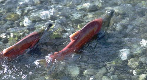 seeing-red-over-salmon-charlieott seeing-red-over-salmon-charlieott