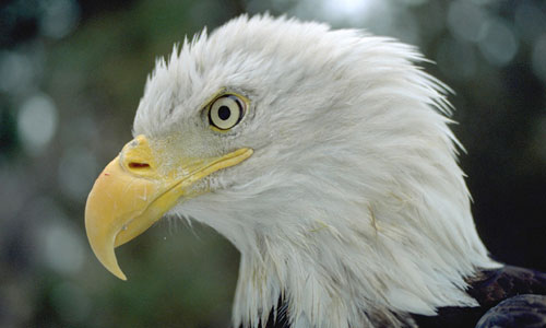 bald-eagle-timothywolcott bald-eagle-timothywolcott