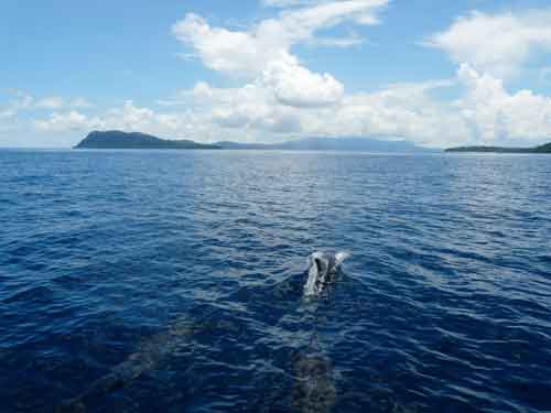 tetepare-rendova-dolphins-forground tetepare-rendova-dolphins-forground
