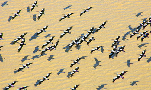 australia-flood-pelicans Every ten years or so, flood waters rush through 