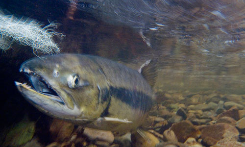 salmon-bbesaw salmon-bbesaw