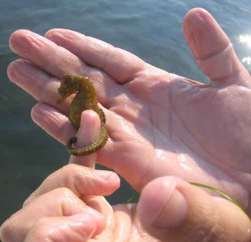 seahorse21 seahorse21