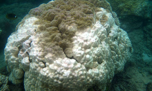 weird-pattern-of-bleaching-mozambique_rs-cropped