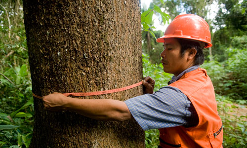 bolivian-forester bolivian-forester