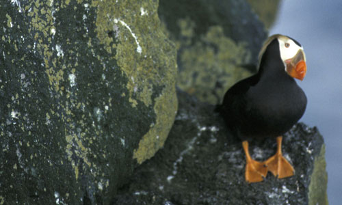 puffin-solo puffin-solo