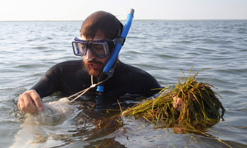 seagrass-DanielWhite seagrass-DanielWhite