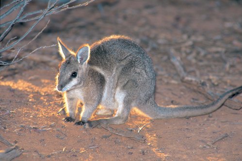 Bridle_Nail_Tail_Wallaby_500wide