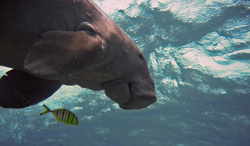 Dugong