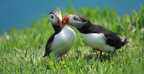 4863571677_540bd72928_b-puffins