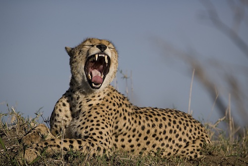 cheetah_cropped