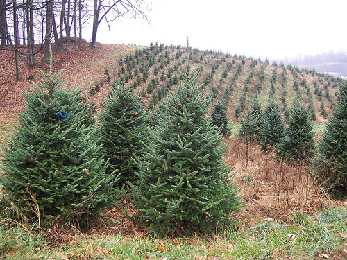 tree farm