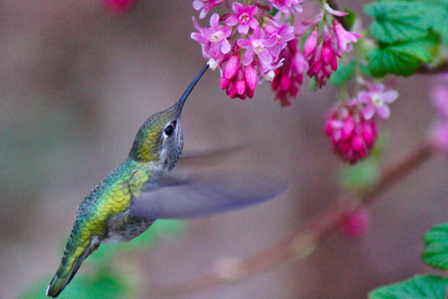 5535751027_8d4f8c96fc_b-hummingbird-crop