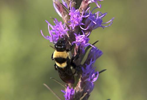 queen bee on liatris