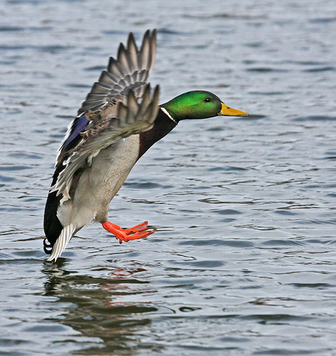 landing gear down