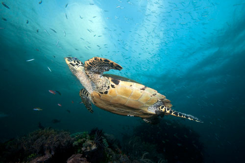 Hawksbill Turtle Soars above the reef in Rinca Island, Indonesia Hawksbill Turtle Soars above the reef in Rinca Island, Indonesia