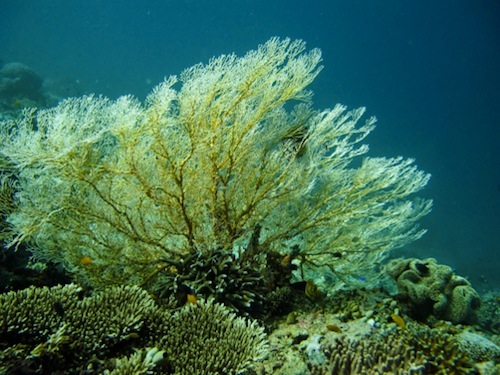 Gorgonian coral Gorgonian coral