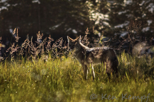 The Coyote The Coyote
