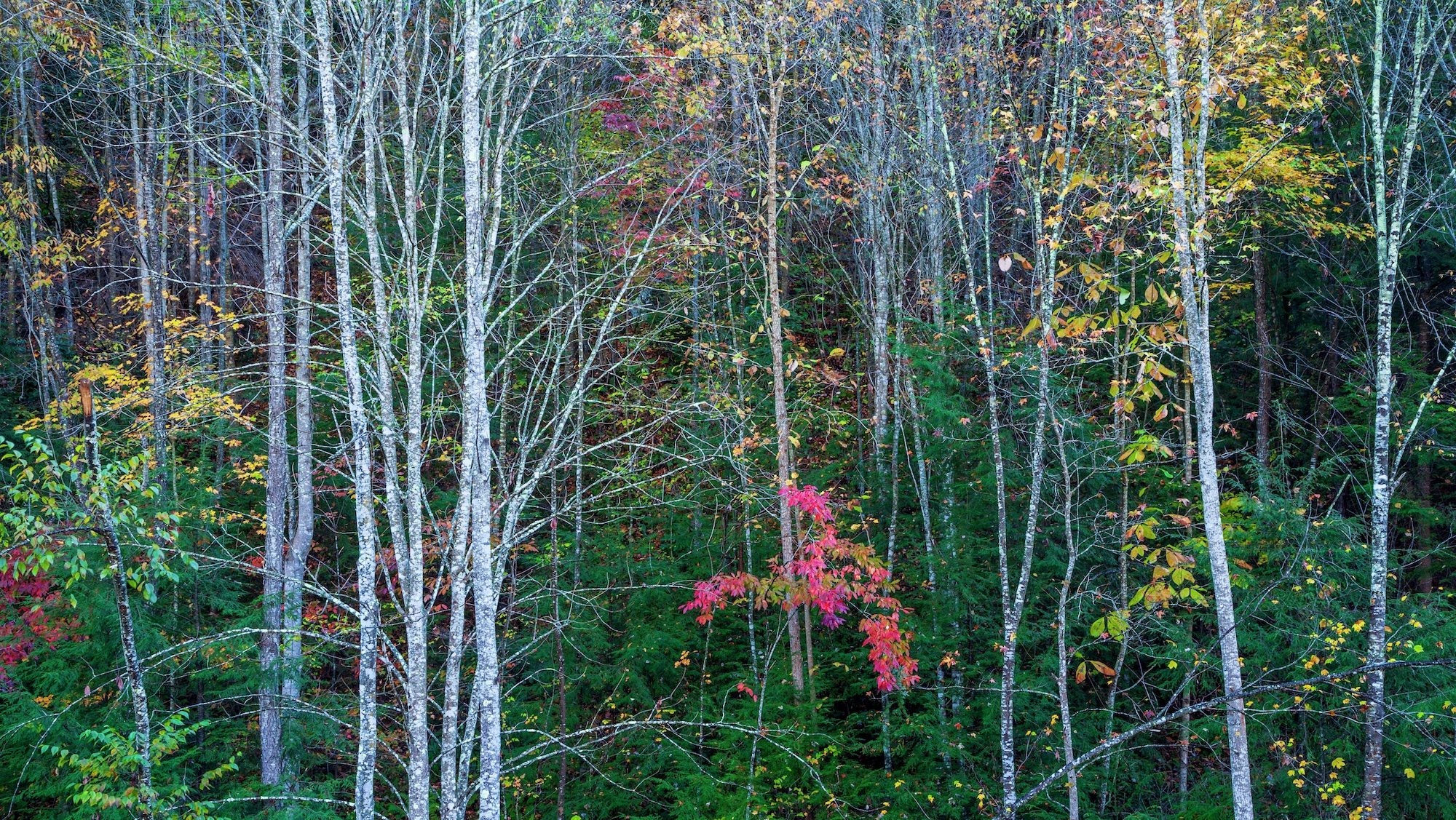 تنه و برگ درختان در پاییز تغییر رنگ می دهند