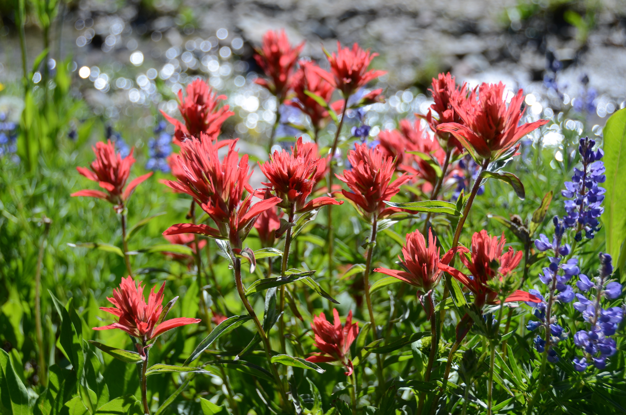 Red fluffy flowers