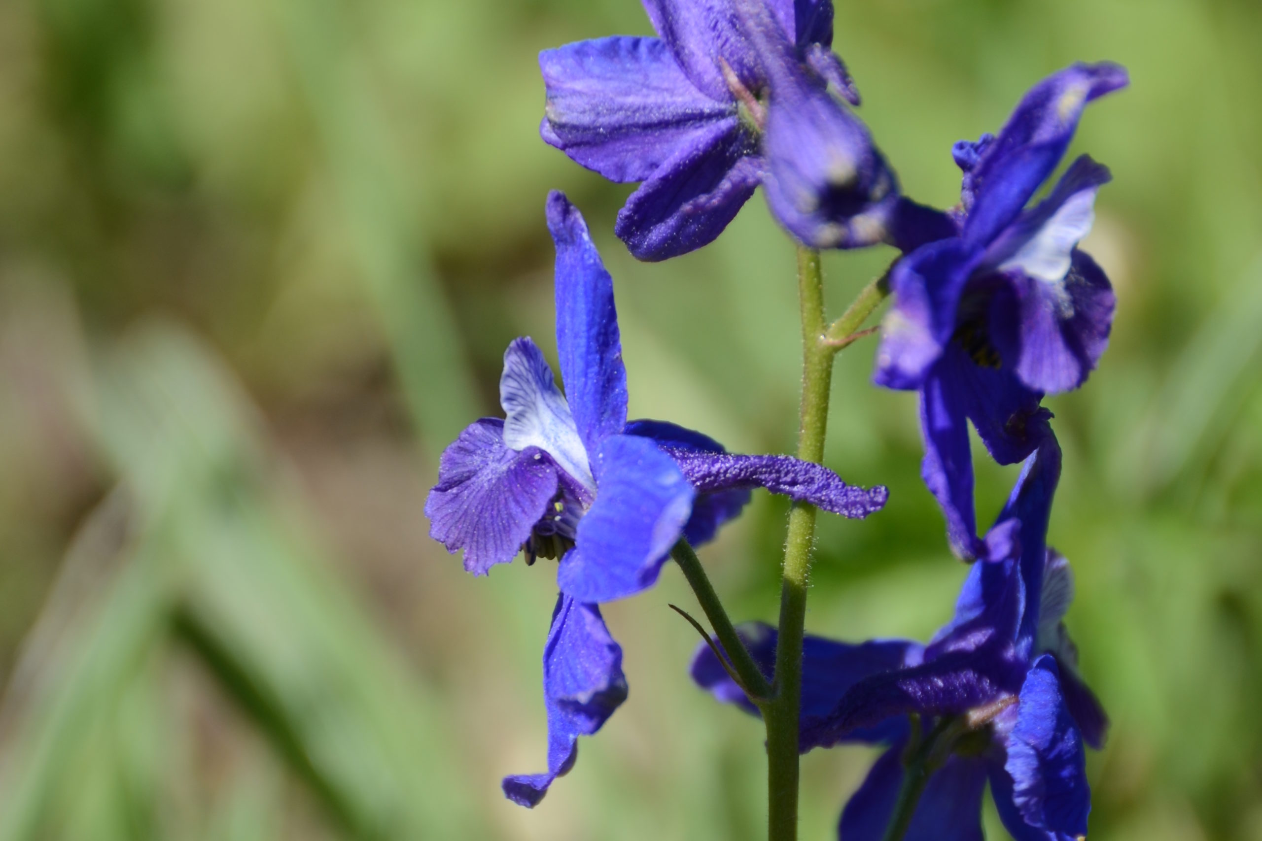 bright blue flowers