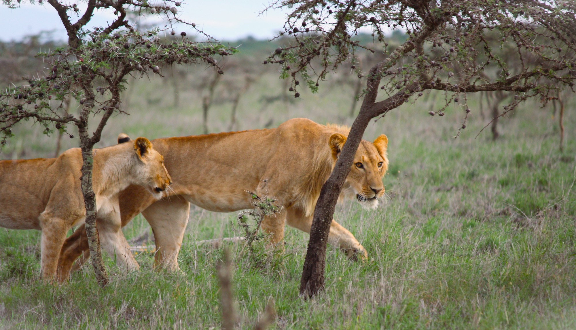 two lions stalking through trees