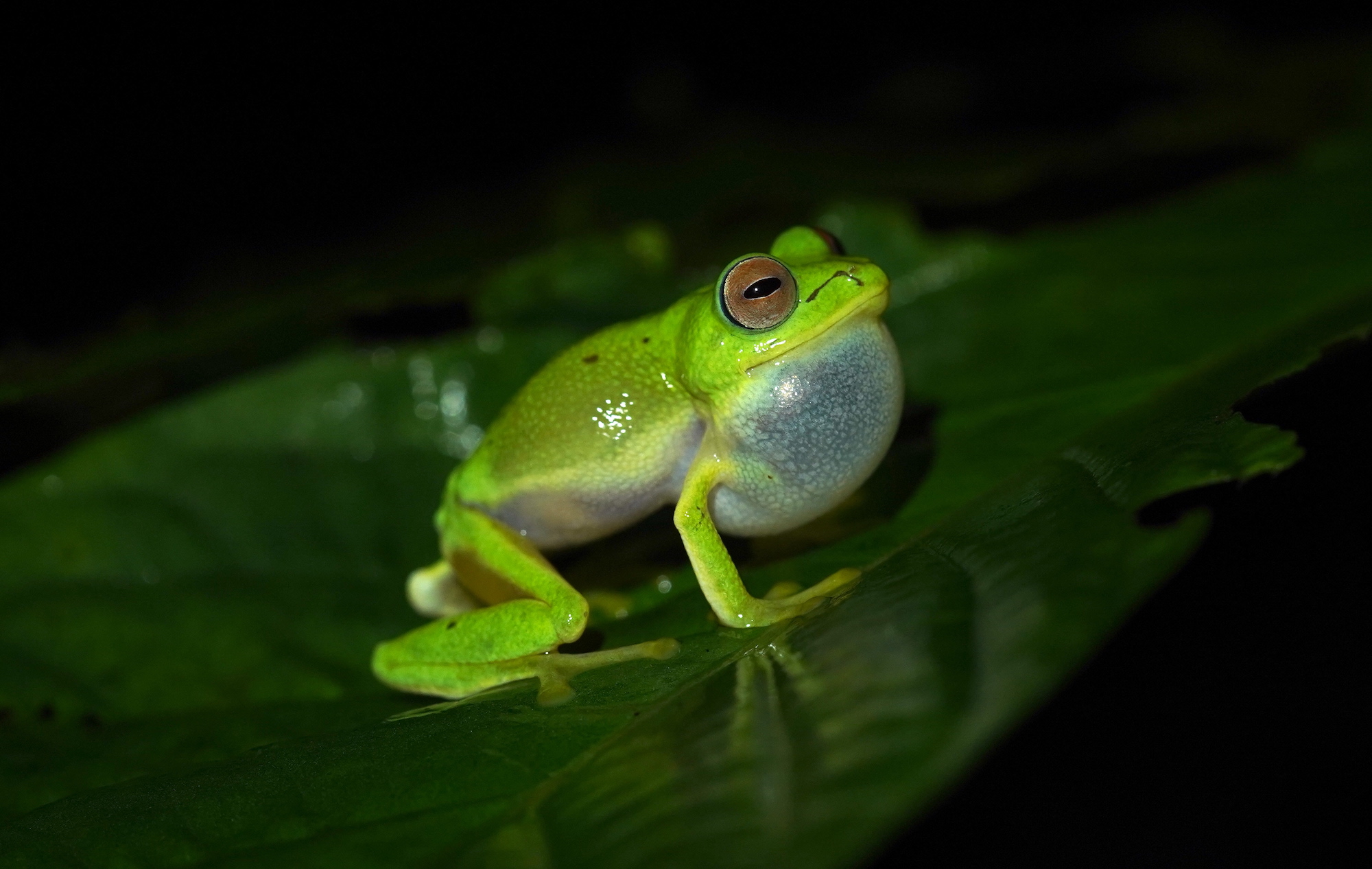 bright green frog photographed at night