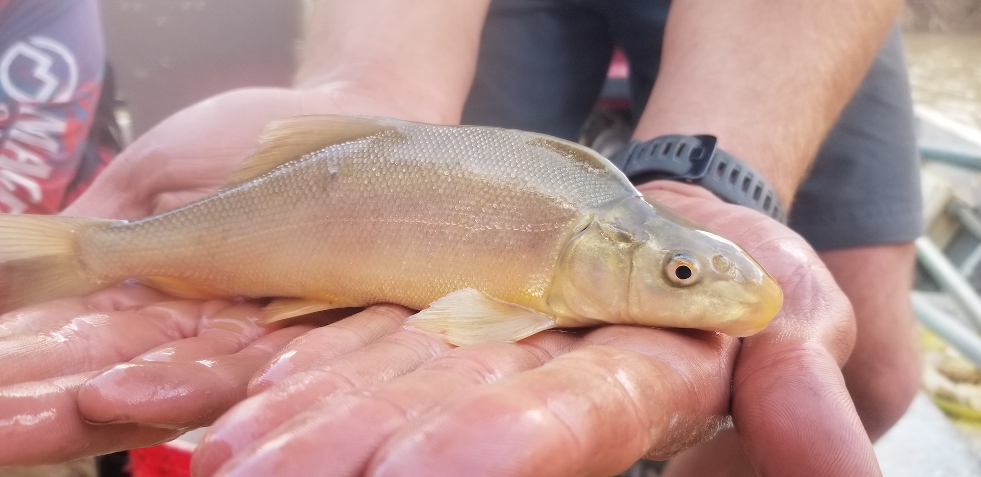 two outstretched hands holding a fish