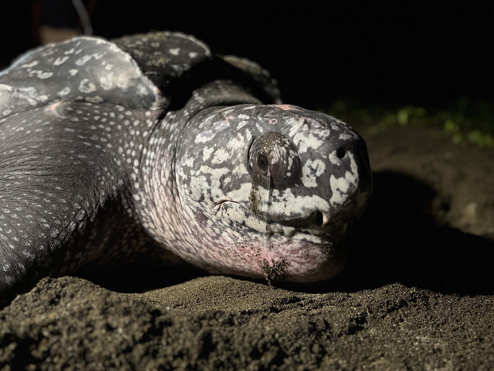 close up of a leatherback turtles face