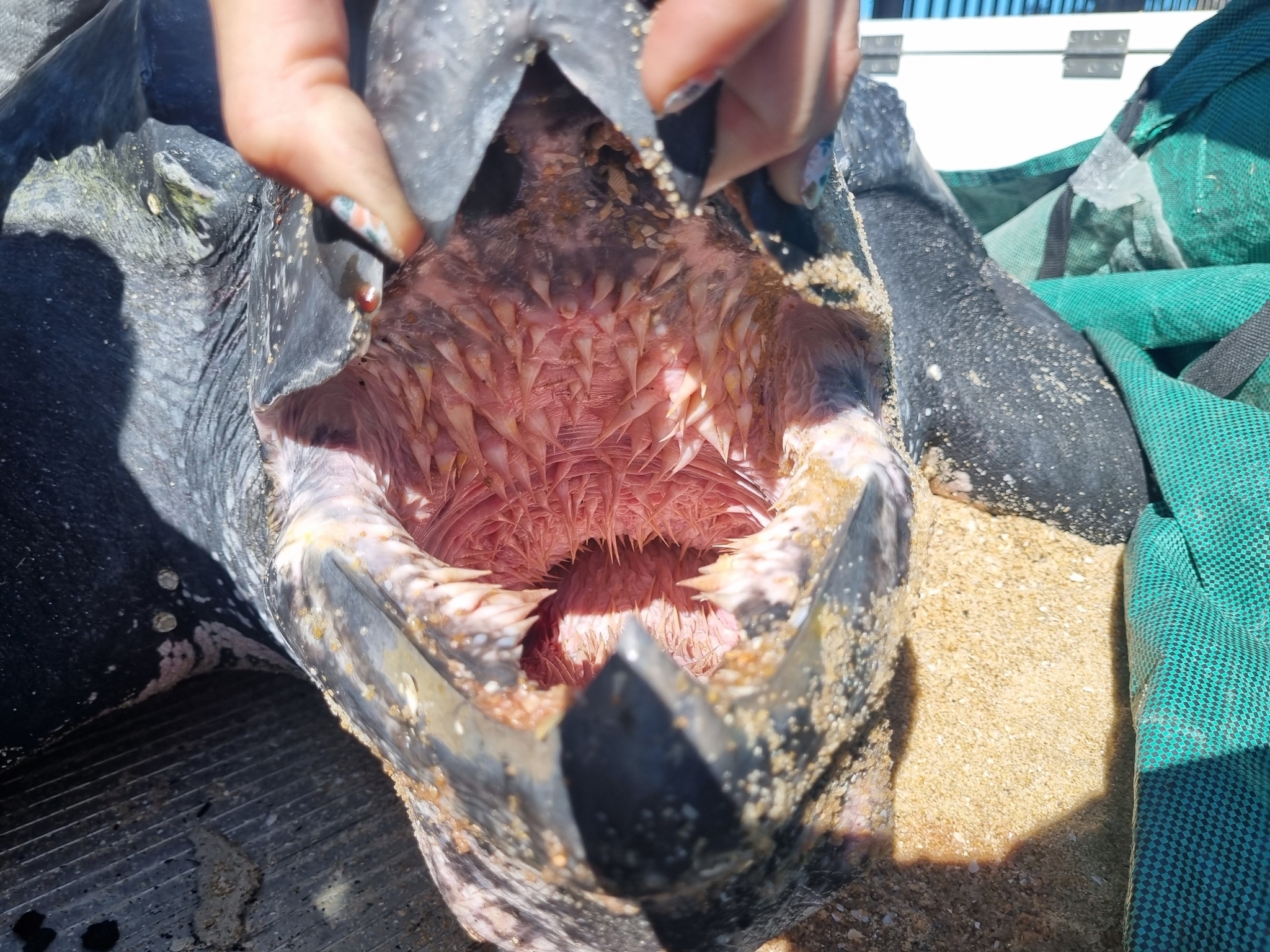 hand holding open a turtle's mouth with view of spines in their throat