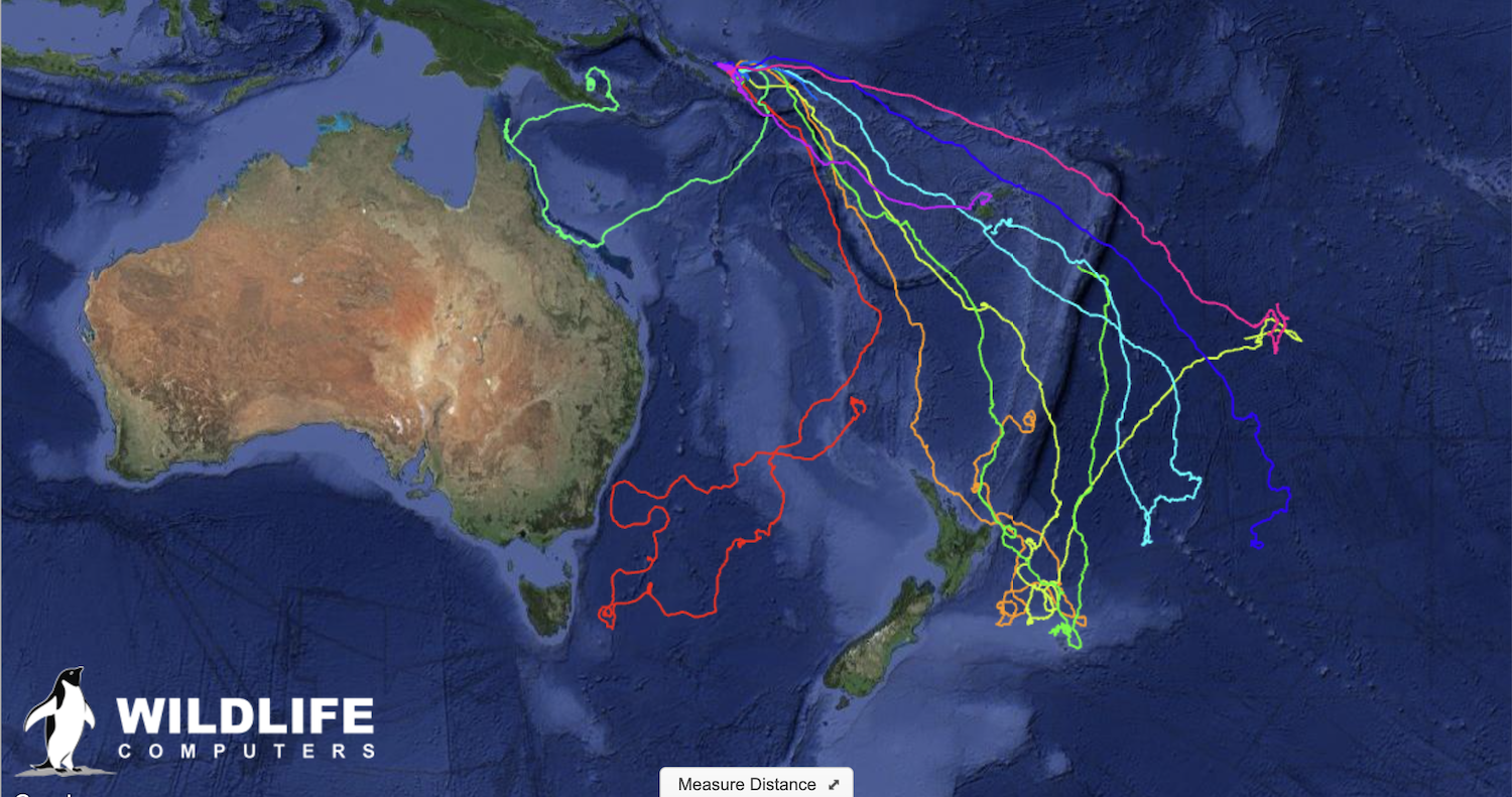 map of waters around Australia and New Zealand showing turtle migration tracks 