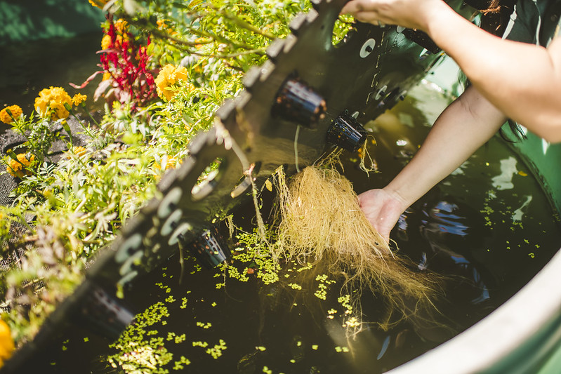 hand lifting up floating vegetation