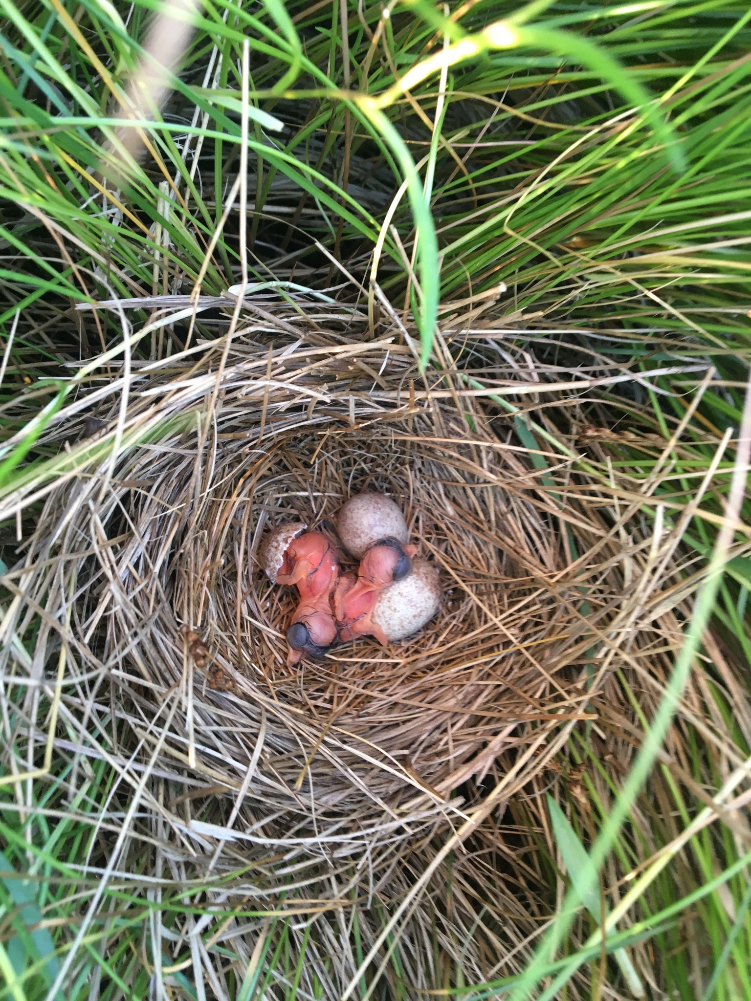 small nest of marsh grasses with three eggs and two young chicks