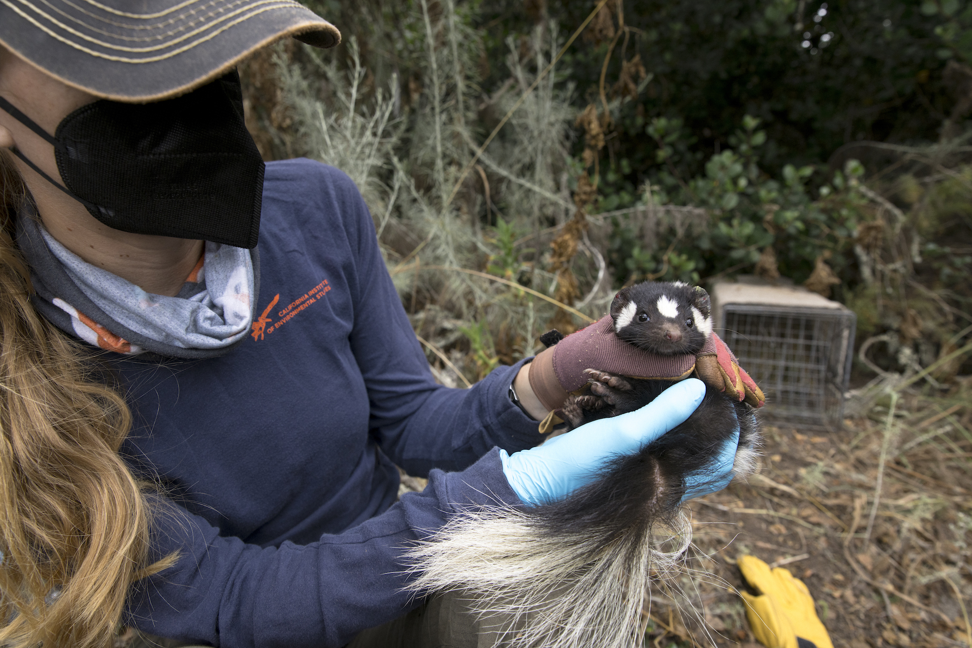 scientist holding a small skunk