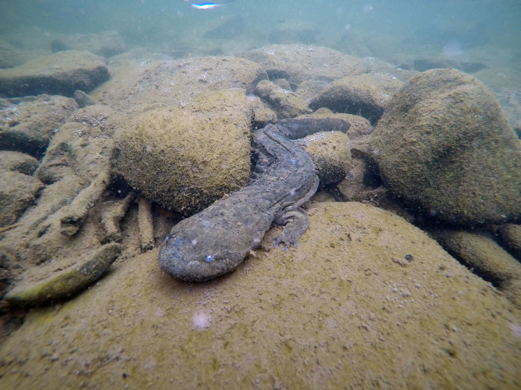 large brown salamander photographed underwater