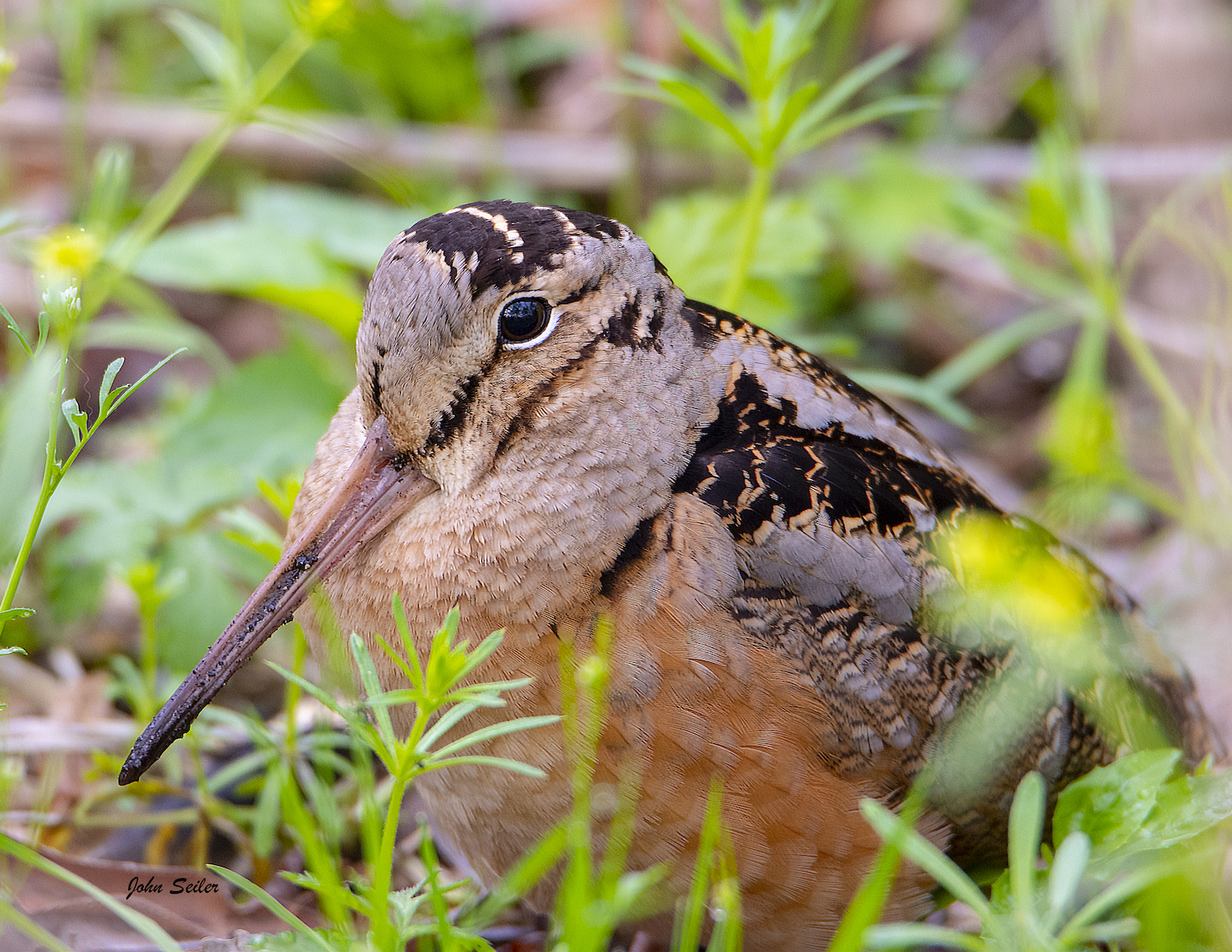 brown and russet bird perched on the ground