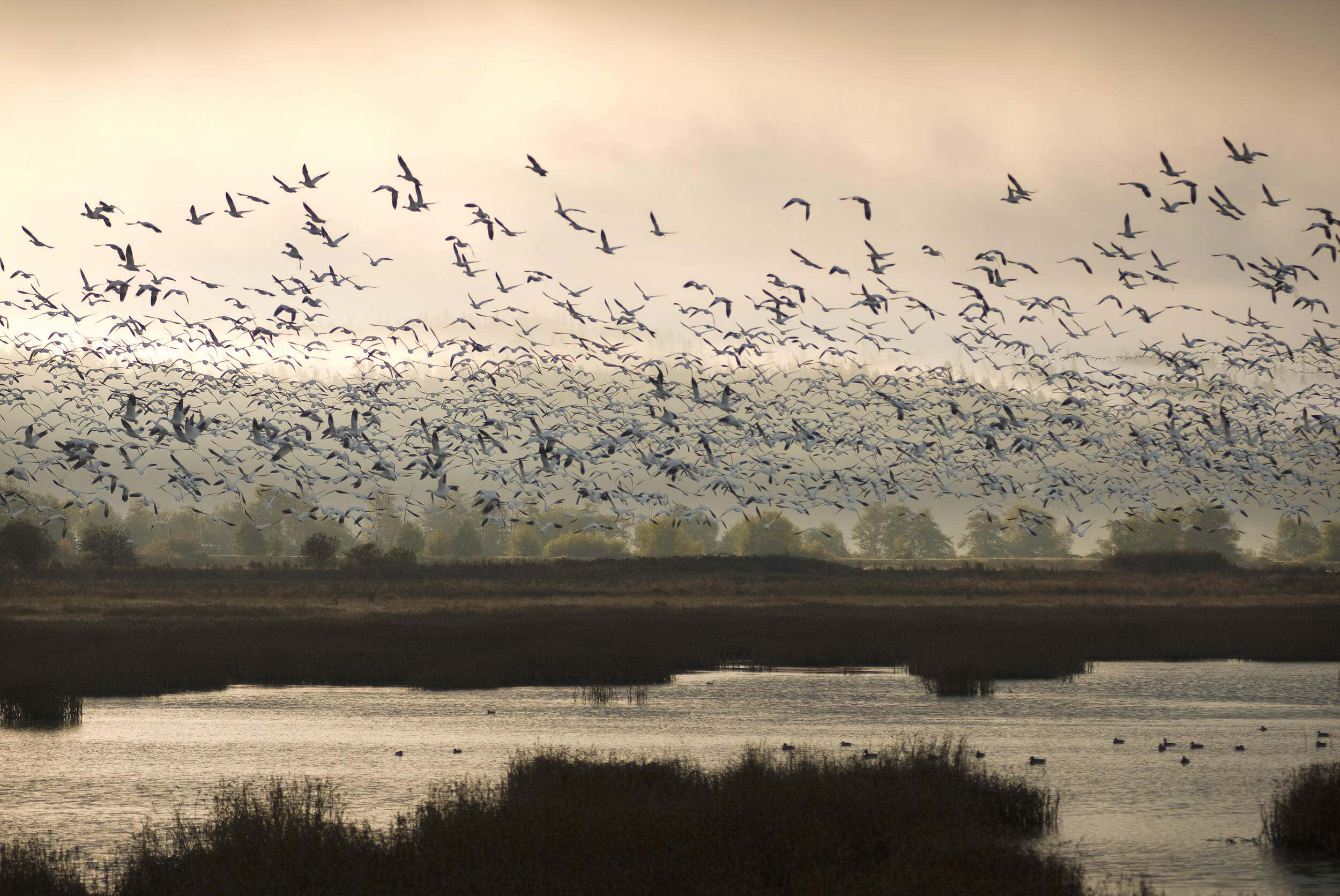 showing silhouettes of numerous birds (many different species) filling the sky above a coastal marsh. The image shows the diversity and abundance of bird life in a coastal wetland. 