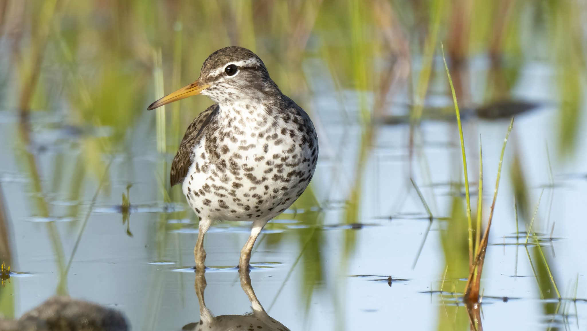 small shorebird with speckled breast in a wetland