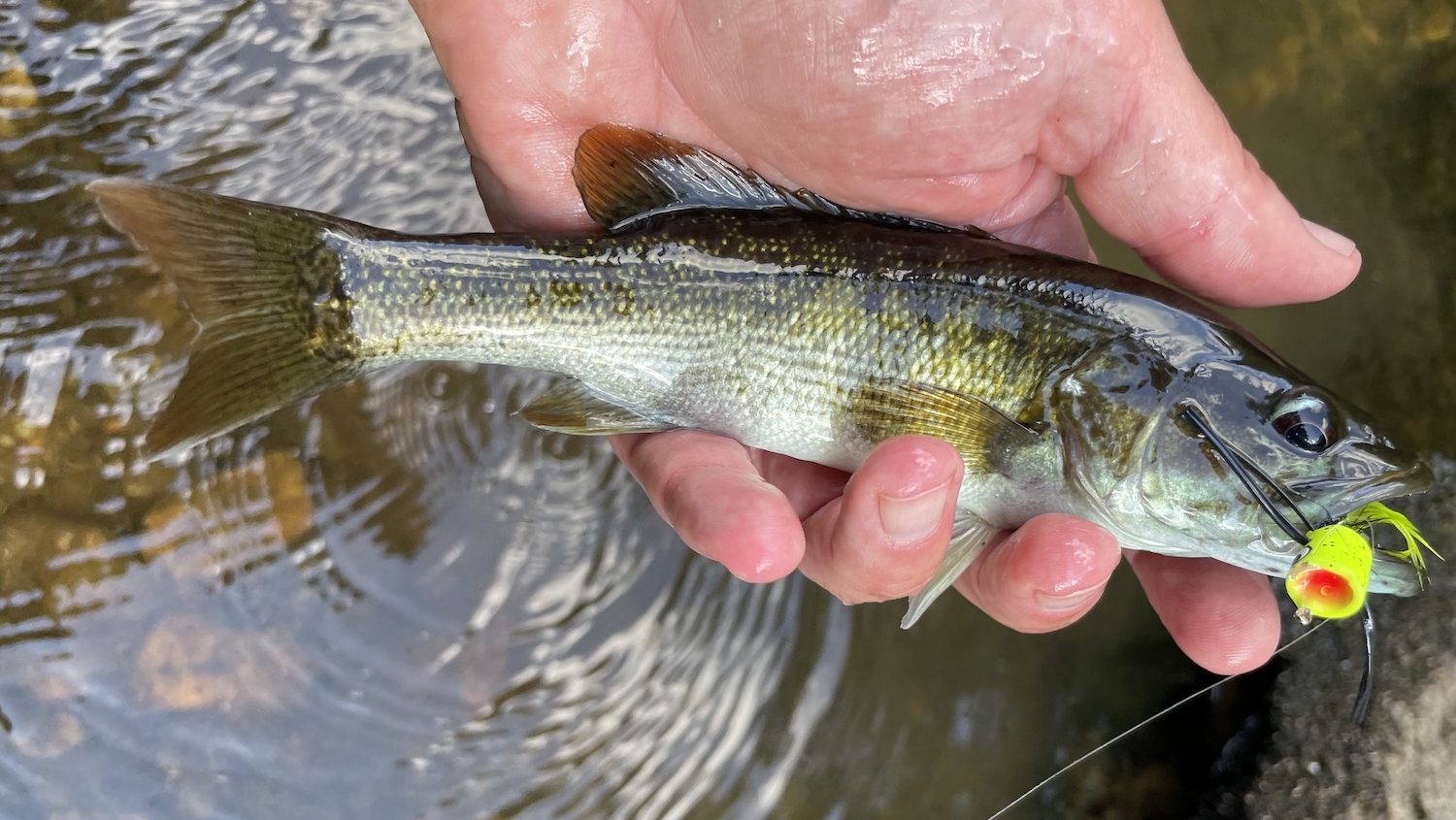 man's hand holding a small fish