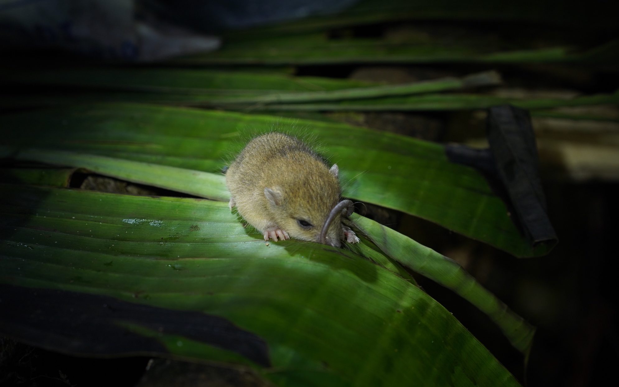 small baby rat curled in a ball on a tree leaf