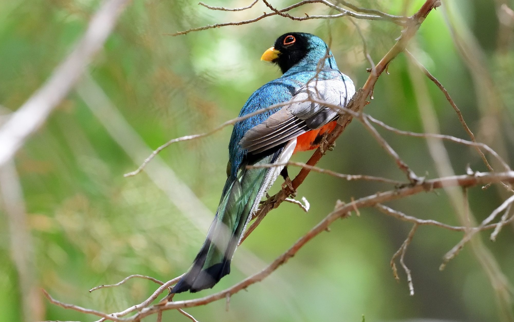 green and red bird perched on a branch looking backwards