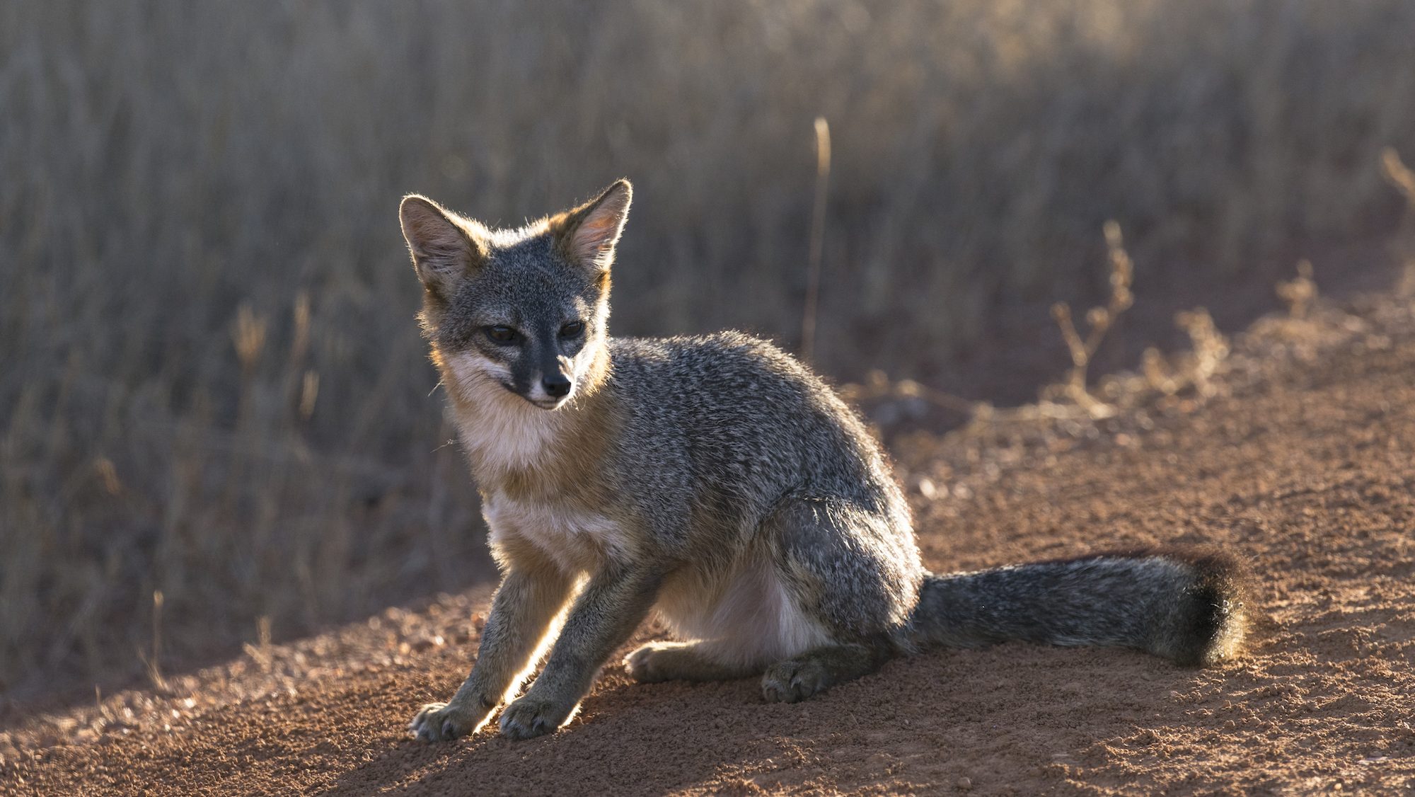 small fox illuminated by sunlight