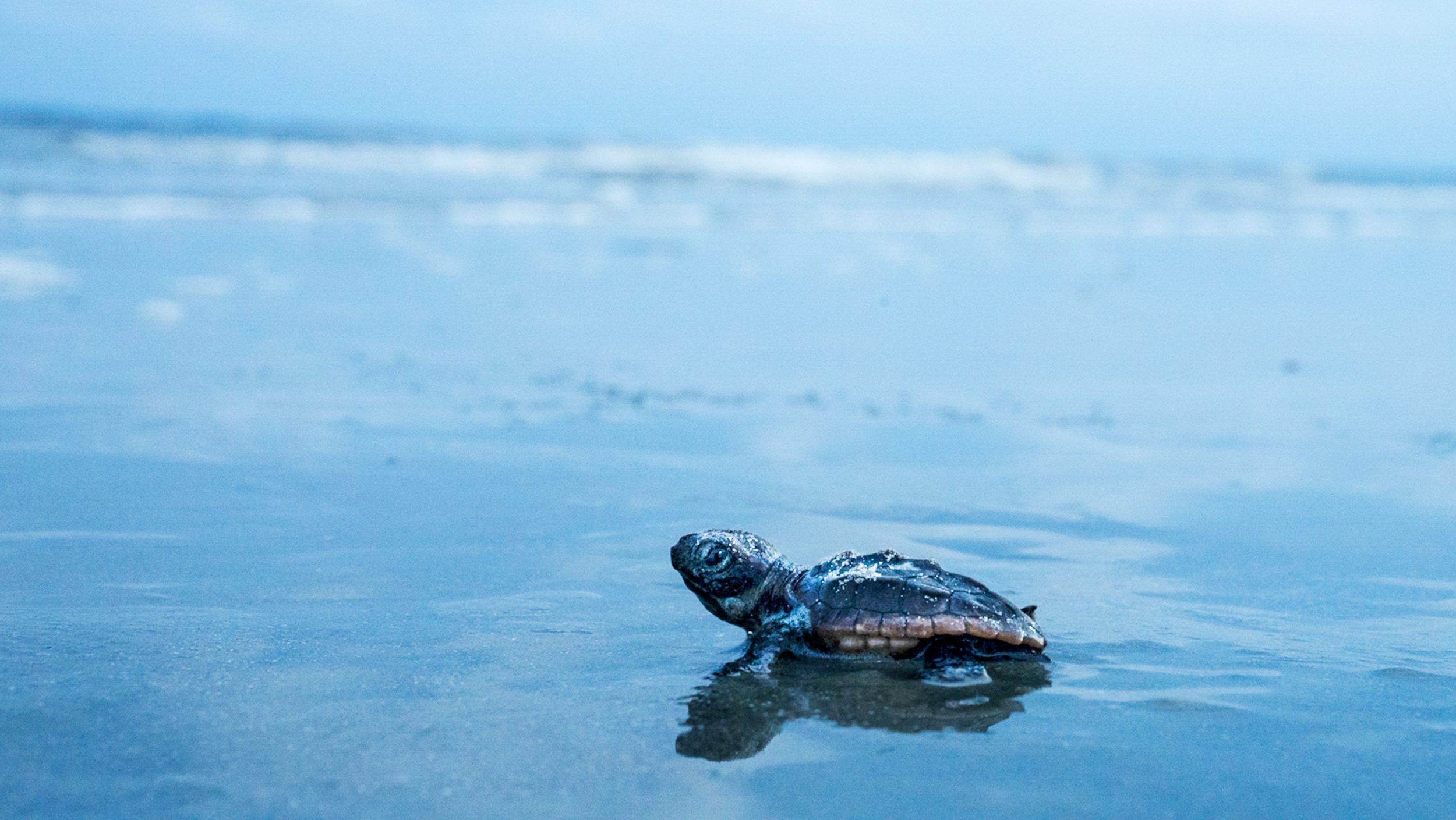 a baby turtle on the sand with the ocean behind it