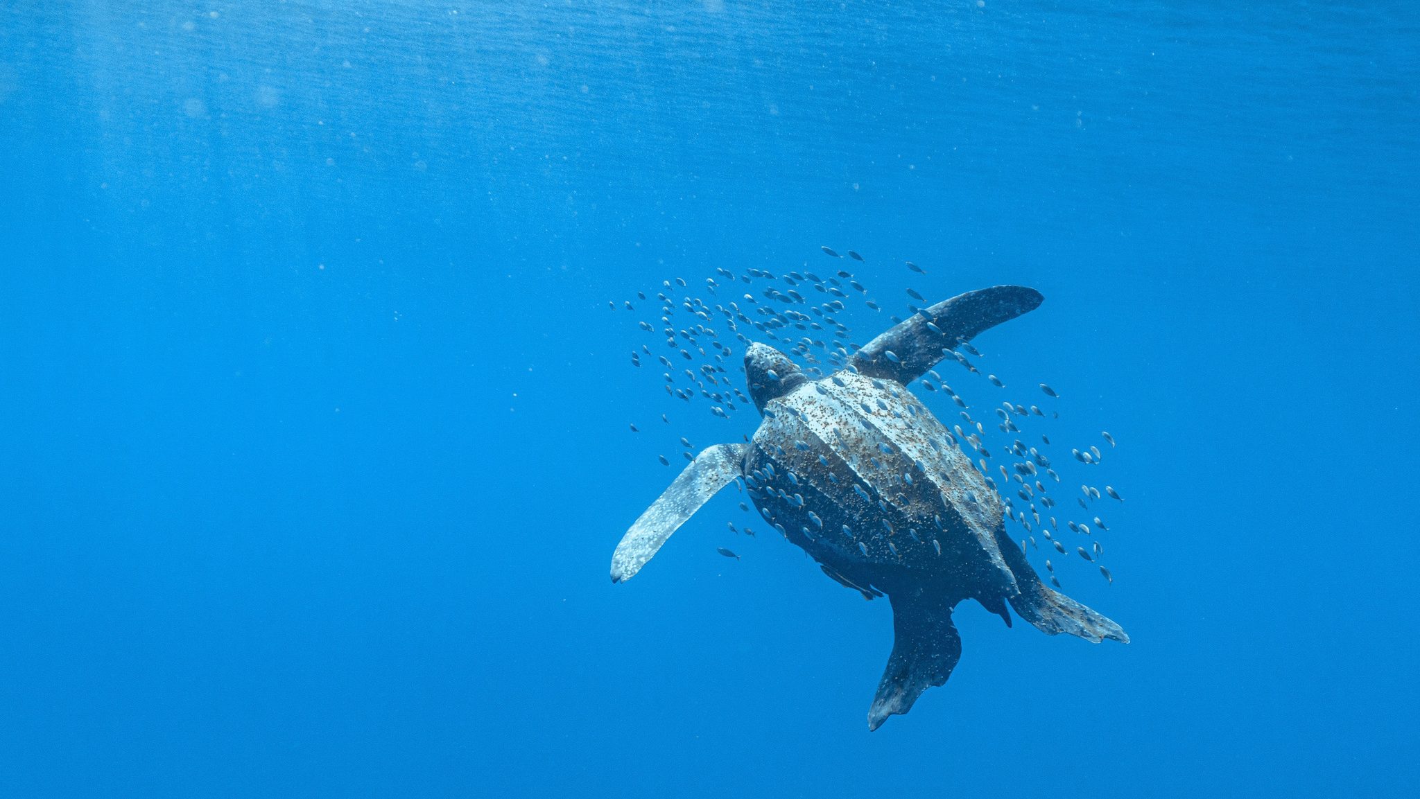 leatherback turtle floating in the deep ocean with a school of fish swimming around it