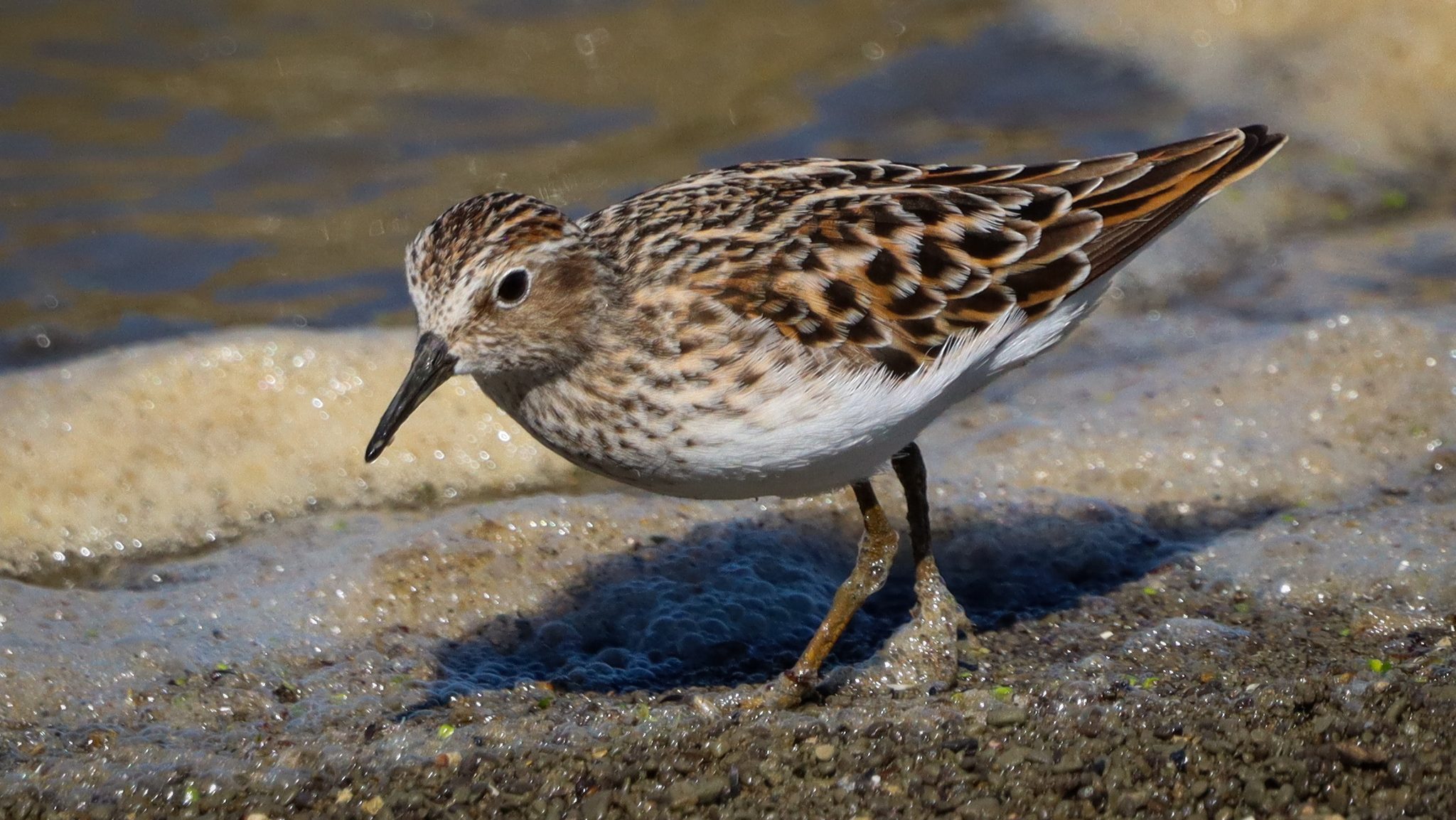 small brown speckled shorebird