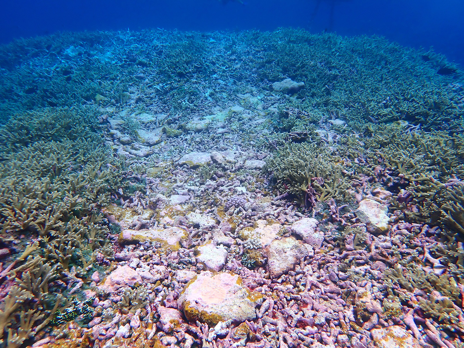 coral reef damage from a dFAD