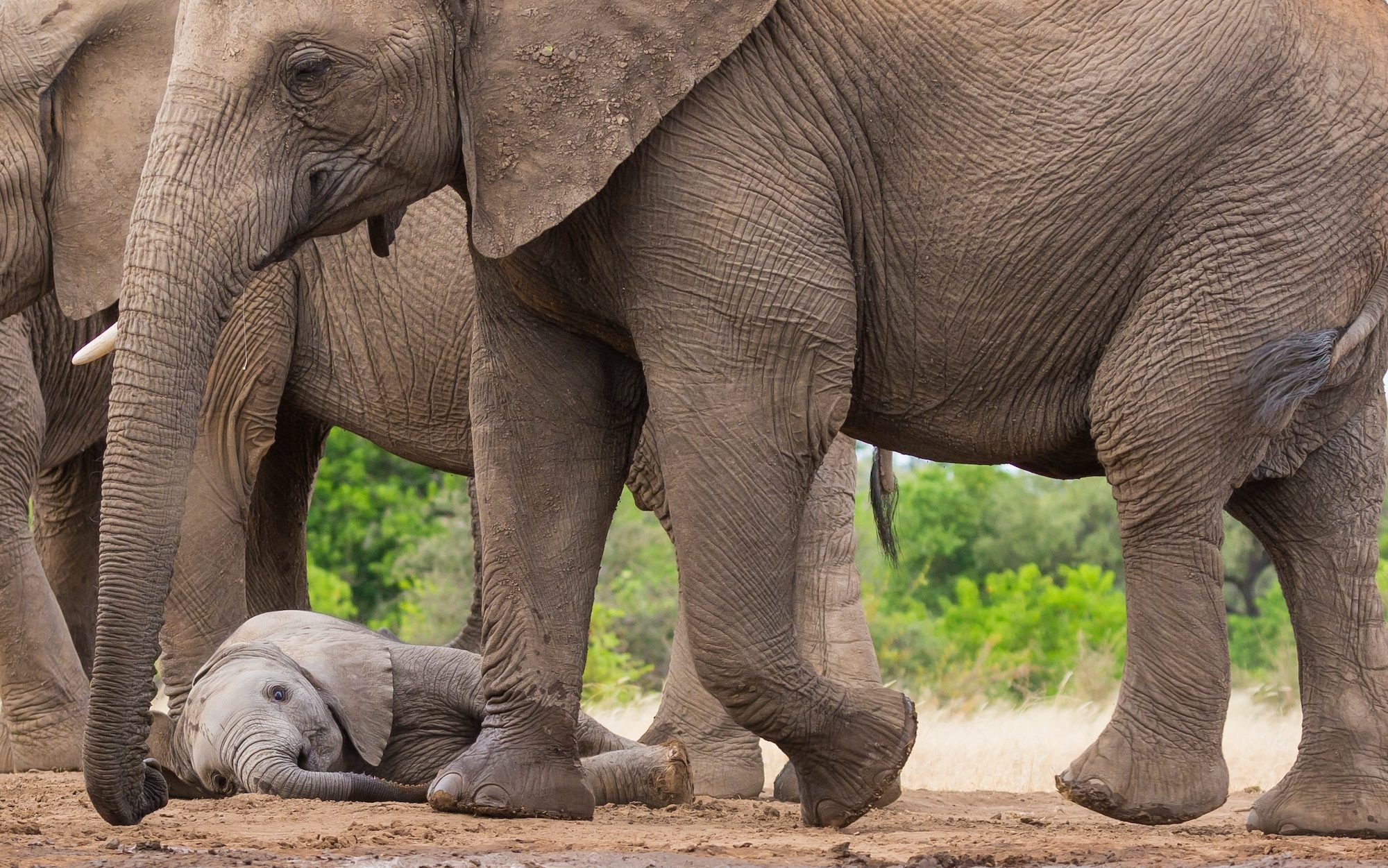 فیل مادری که بالای سر بچه ای که روی زمین خوابیده ایستاده است 