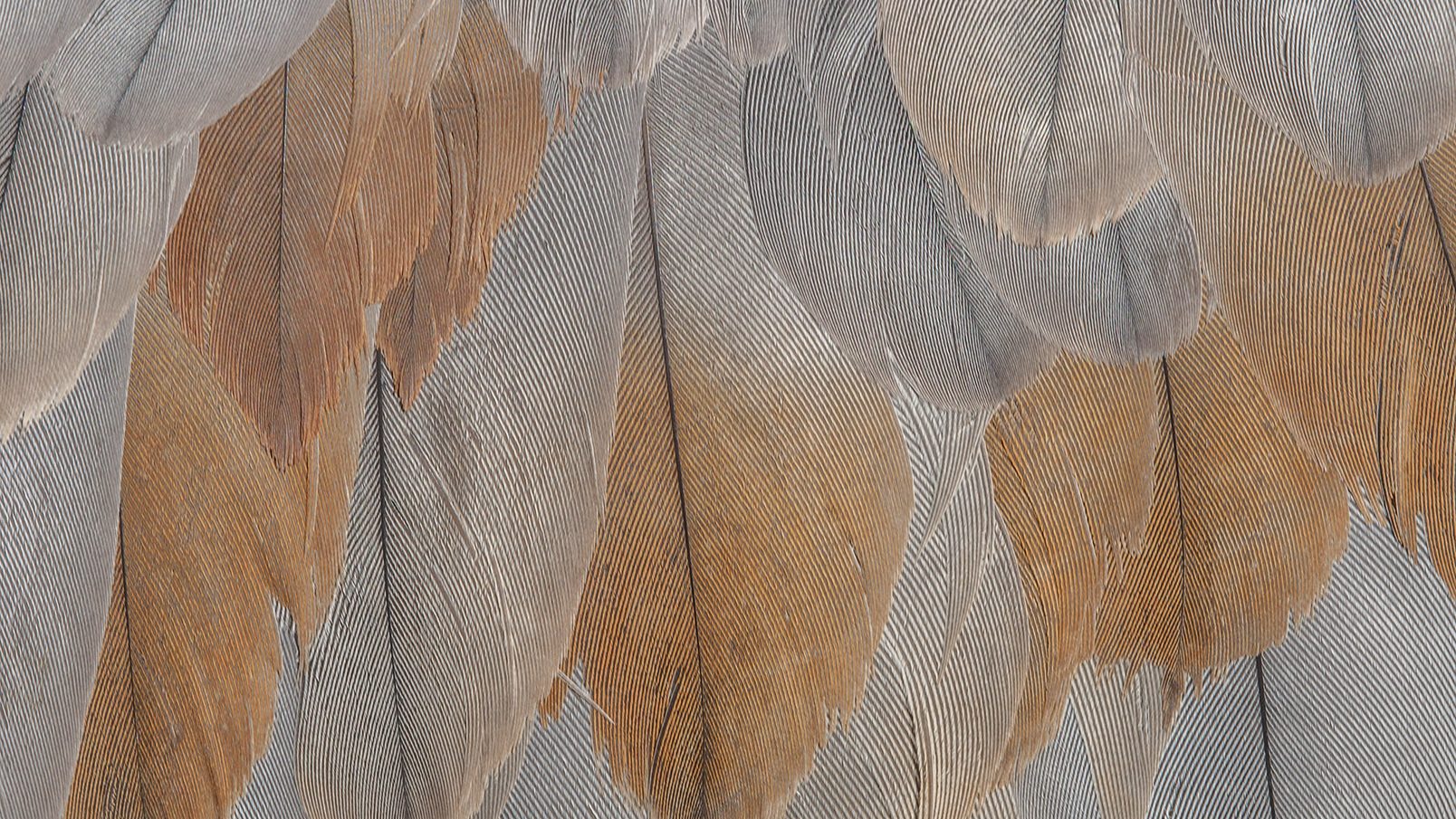 grey and rust bird feathers